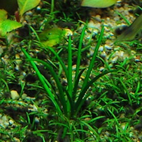 Littorella uniflora