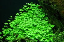 Hydrocotyle tripartita (sp. Japan)