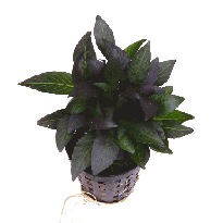 Hygrophila corymbosa compact