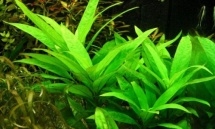 Hygrophila angustifolia