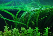 Cryptocoryne usteriana