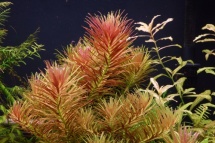 Limnophila aromatica