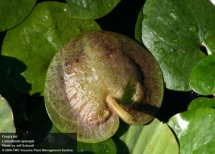 Limnobium spongia