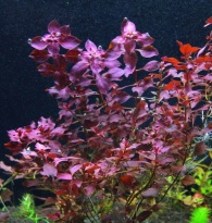 Ludwigia sp. Mini Super Red