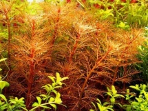 Myriophyllum mattogrossense rood