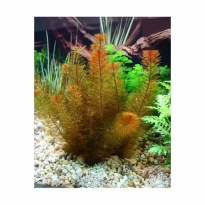 Myriophyllum mattogrossense rood