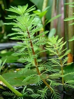 Myriophyllum brasiliensis