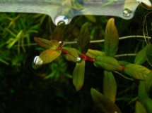 Nesaea triflora