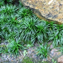 Ophiopogon japonicum Kyoto