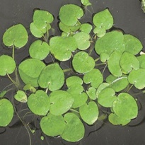 Limnobium spongia