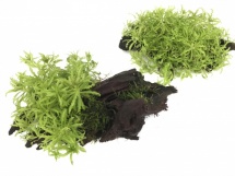 Kienhout met Pogostemon helferi