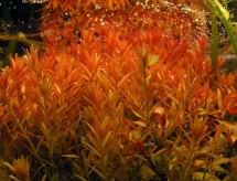 Rotala indica/rotundifolia