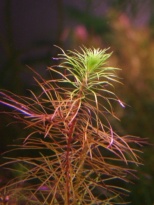 Rotala wallichii/ long leaf