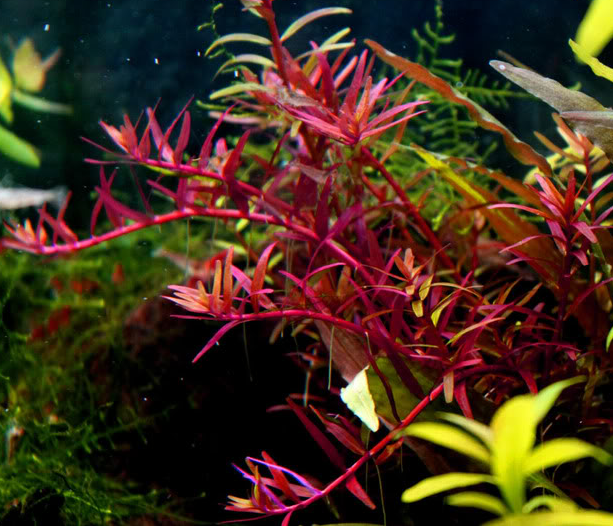 Rotala sp. Colorata