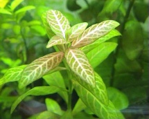 Hygrophila spec. rosanervis