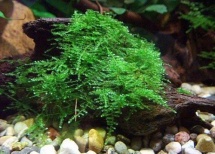 Christmas moss- Vesicularia montagnei 50cc