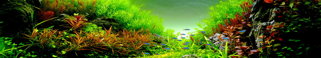 Aquarium Planten
