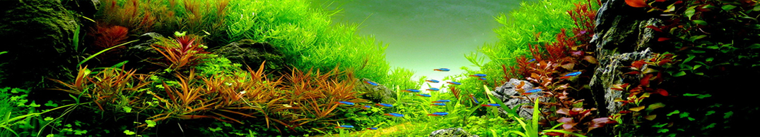 Welkom bij Aquarium-planten.com